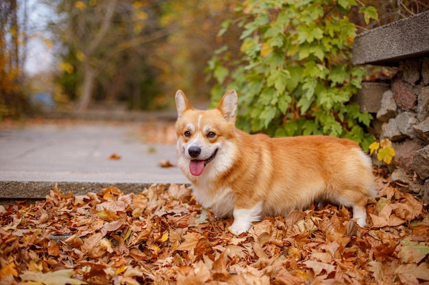 Chien Welsh Corgi marchant en automne dans le parc