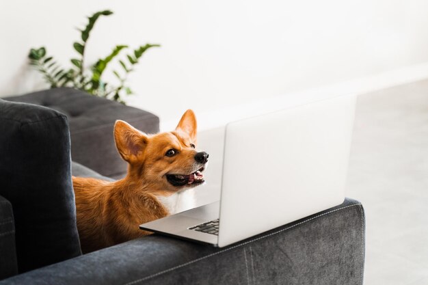 Chien Welsh Corgi Pembroke ludique assis avec un ordinateur portable et souriant Travailler en ligne avec un ordinateur portable Bonne idée créative de chien Corgi de race pure avec un ordinateur portable pour la publicité