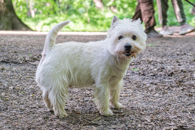 Le chien West Highland Terrier aux cheveux longs blancs se dresse sur un chemin dans un parc de la ville et regarde la caméra