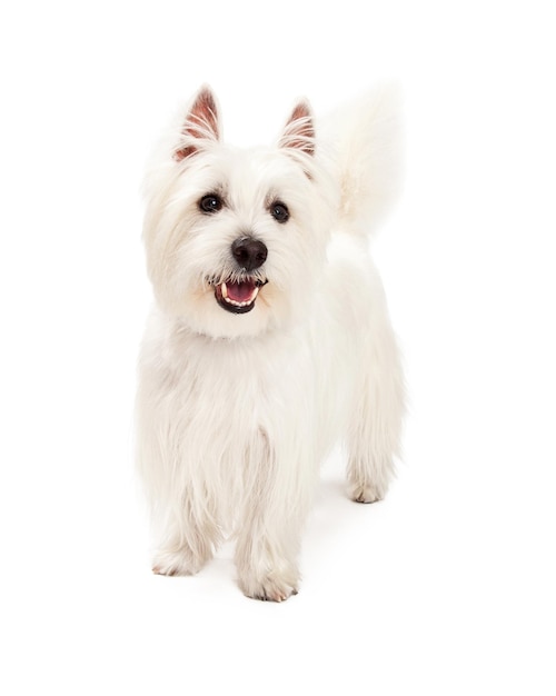 Chien West Highland Terrier ludique debout