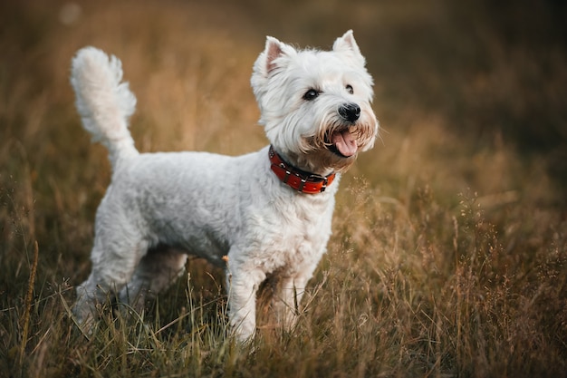 Chien West Highland White Terrier debout dans le champ d'automne