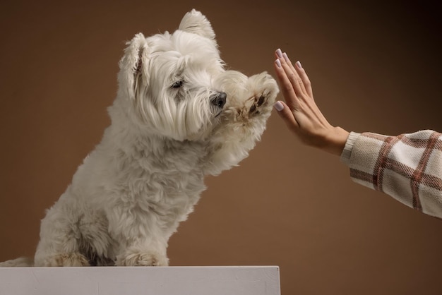 Le chien West Highland White Terrier donne une patte à son propriétaire.