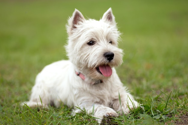 Photo chien west highland white terrier sur l'herbe