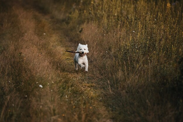 Chien West Terrier s'exécutant sur le terrain d'automne avec stick