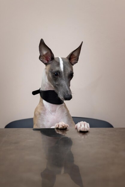 Le chien Whippet avec un beau collier large est assis sur une chaise avec ses pattes avant sur la table