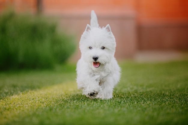 Un chien white west highland terrier traverse l'herbe