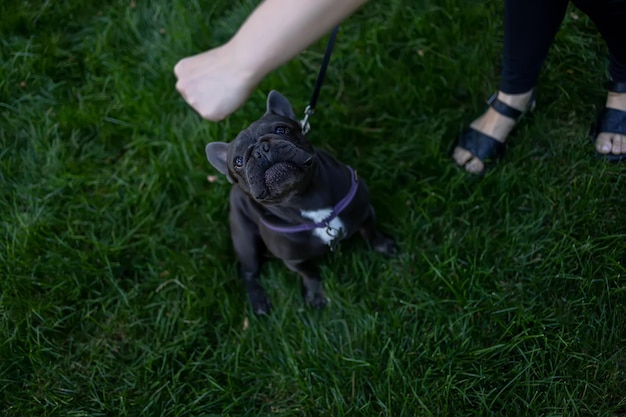 Chien avec des yeux sympathiques lève les yeux et demande de la nourriture bouledogue français suit la commande de nourriture