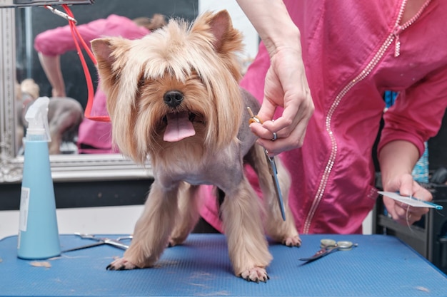 Un chien York Terrier lors d'une coupe de cheveux sur une table de toilettage