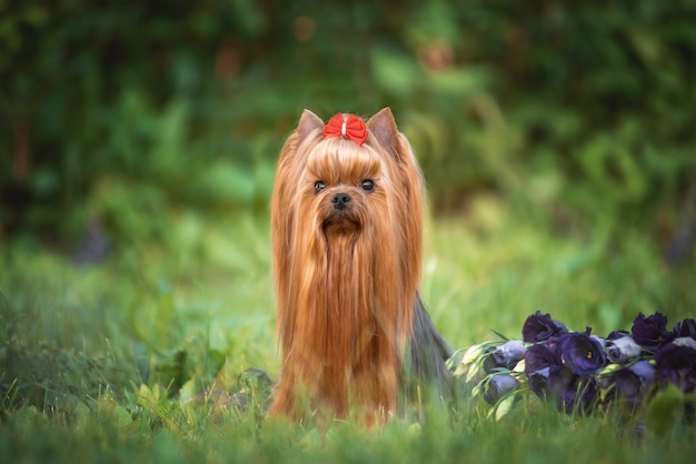 Chien Yorkshire Terrier allongé sur l'herbe. Beau toilettage