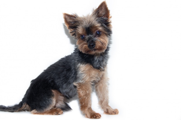 Chien Yorkshire Terrier sur blanc.