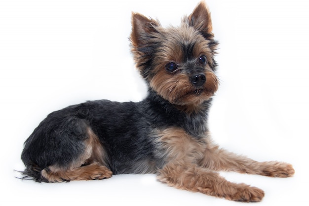 Chien Yorkshire Terrier sur blanc.