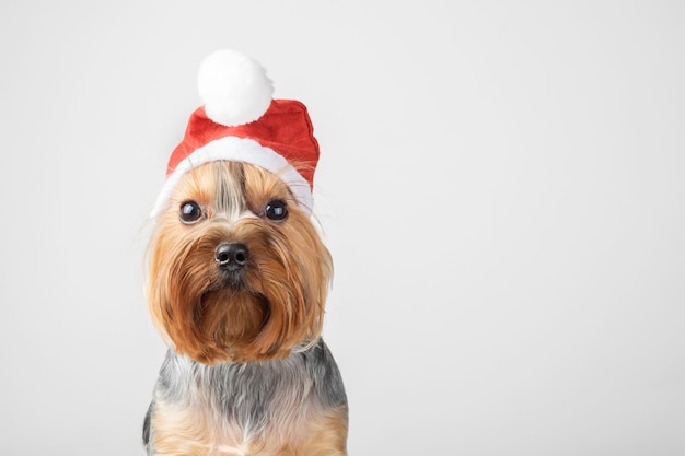 Un chien Yorkshire Terrier dans un bonnet de Noel sur fond gris. Espace de copie