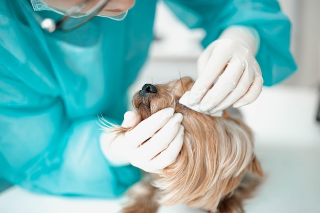 Chien Yorkshire Terrier dans une clinique vétérinaire femme médecin vétérinaire nettoie les yeux du chien