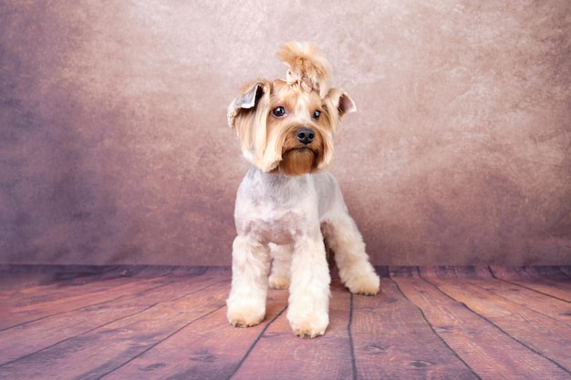 Chien Yorkshire Terrier sur un fond vintage