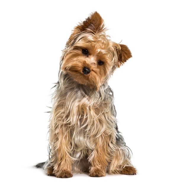 Chien Yorkshire terrier regardant vers le bas sur fond blanc