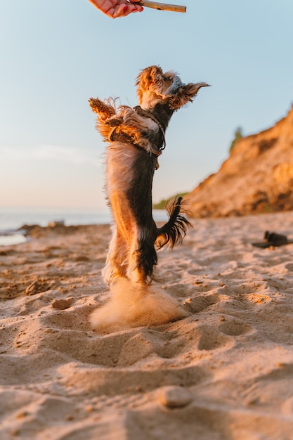 Un chien Yorkshire Terrier saute sur ses pattes arrière pour attraper un bâton