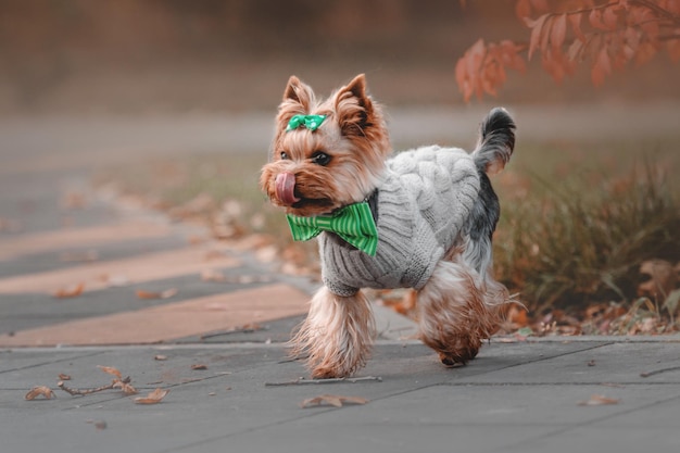 Chien yorkshire terrier