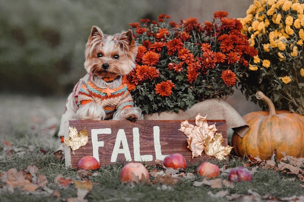 Chien yorkshire terrier