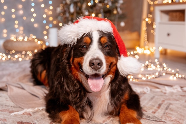 Un chien Zenenhund se trouve à la maison dans un chapeau de Père Noël près de l'arbre de Noël le concept de Noël