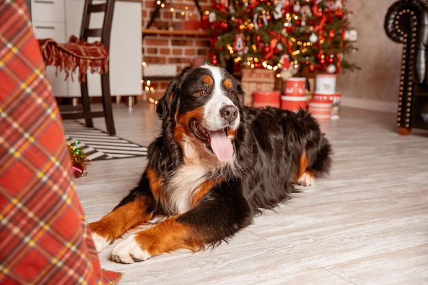 Le chien Zenenhund se trouve à la maison près de l'arbre de Noël le concept de Noël