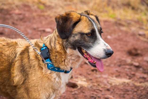 Photo chiens abandonnés dans un refuge pour animaux en attente d'adoption