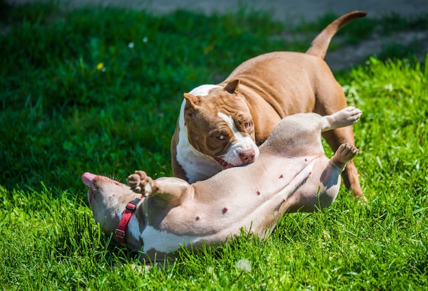 Les chiens américains bully chiots jouent sur la nature