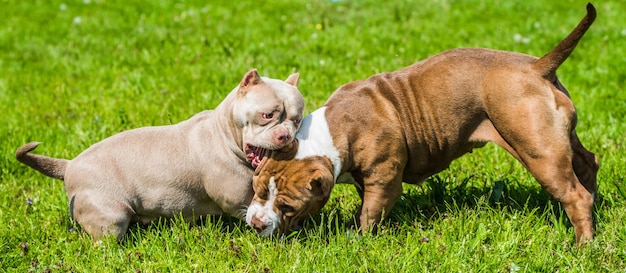 Les chiens américains bully chiots jouent sur la nature