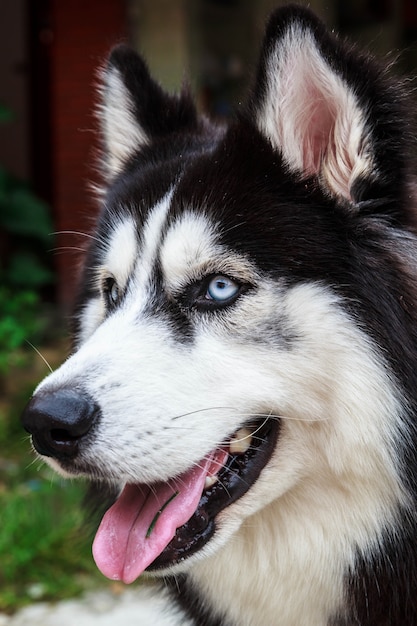 Chiens animaux mignons pour prendre soin de la famille.