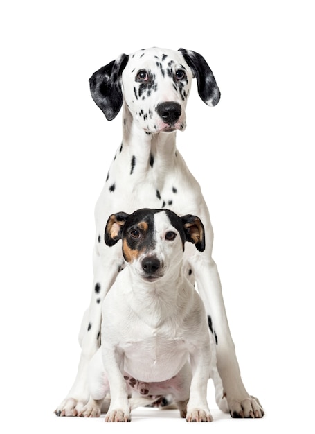 chiens assis Jack Russell Terrier et chiot dalmatien