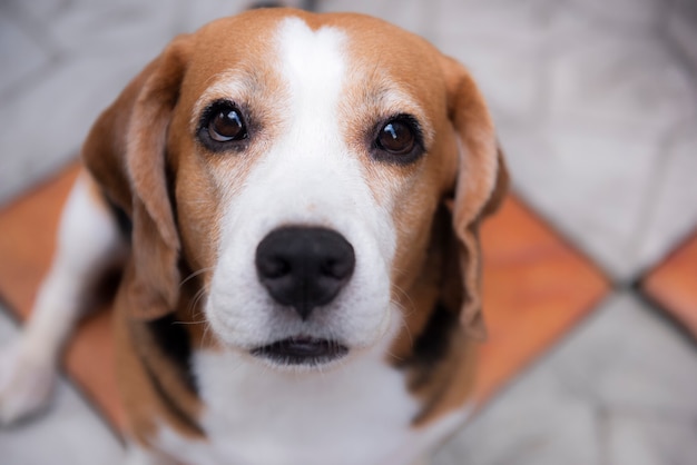 Les chiens beagle mignons regardent avec des yeux amicaux