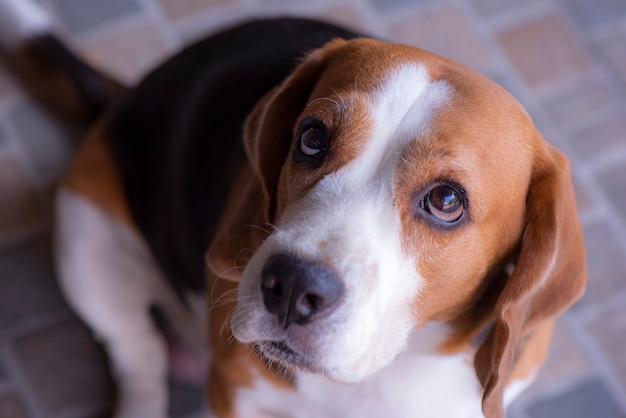 Les chiens Beagle regardent d&#39;une manière suspecte