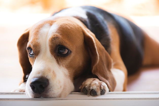 Les chiens Beagle regardent avec une mauvaise vue