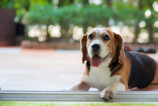 Les chiens Beagle regardent avec des yeux doux et amicaux