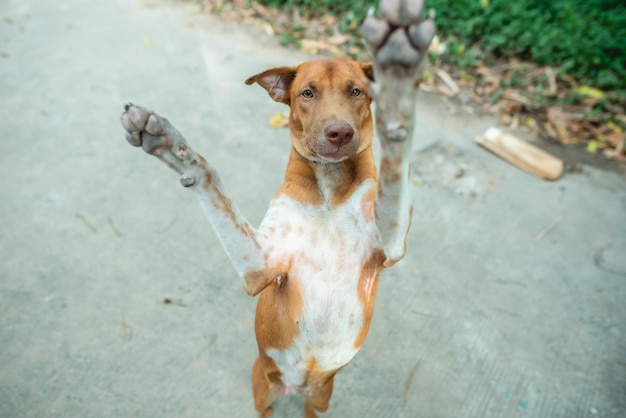 Les chiens bruns sautent et jouent