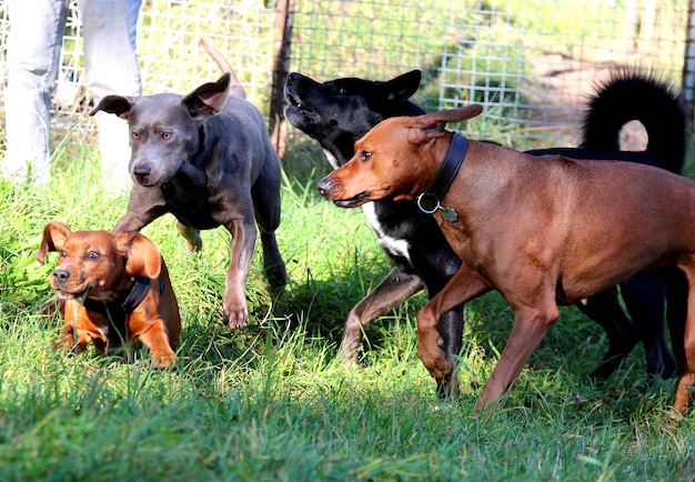 Photo des chiens sur un champ herbeux