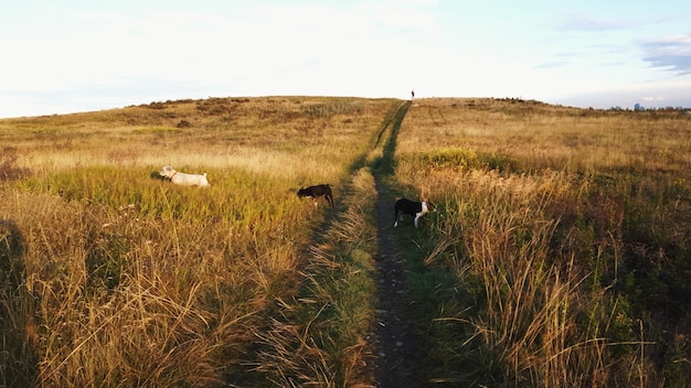 Photo des chiens sur un champ herbeux