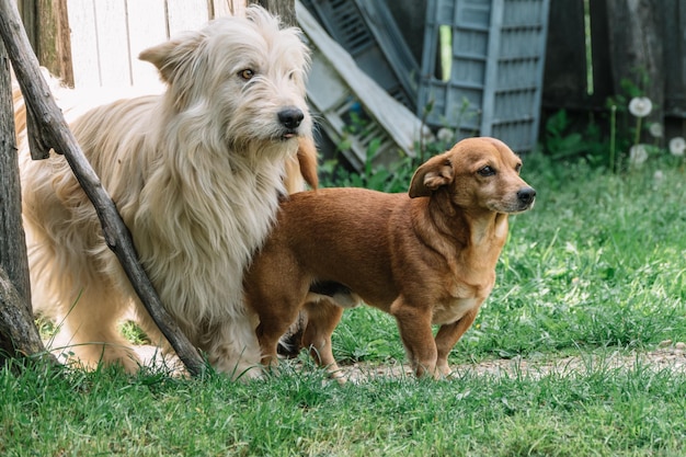 Des chiens sur un champ herbeux