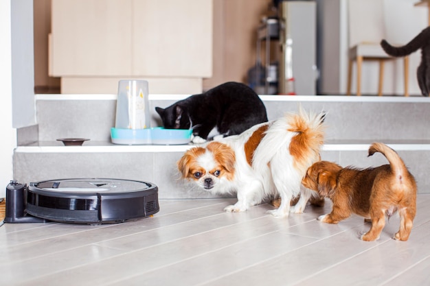 Chiens et chats jouant ensemble à la maison pendant que l'aspirateur robot nettoie la pièce Innovation moderne pour une vie confortable avec des animaux de compagnie