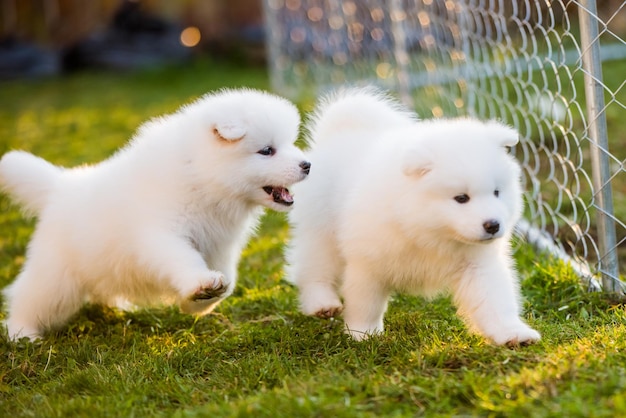 Les chiens de chiots samoyède blancs pelucheux drôles jouent