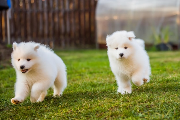 Les chiens de chiots Samoyède blancs pelucheux drôles jouent