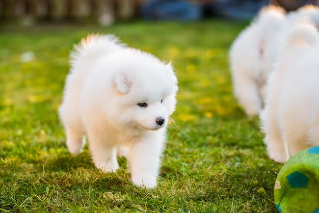 Chiens chiots Samoyèdes blancs moelleux drôles jouent