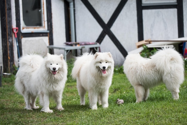 Les chiens chiots samoyèdes sont assis et jouent sur un pré vert