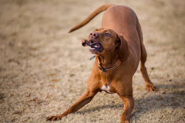 Chiens de compagnie heureux jouant dans un parc