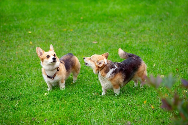 chiens corgi marchant sur une pelouse verte journée d'automne