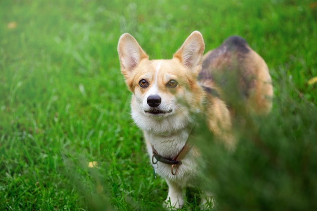 chiens corgi marchant sur une pelouse verte journée d'automne