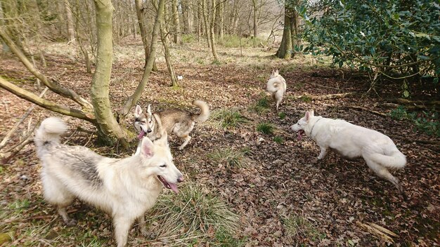 Des chiens dans les bois.