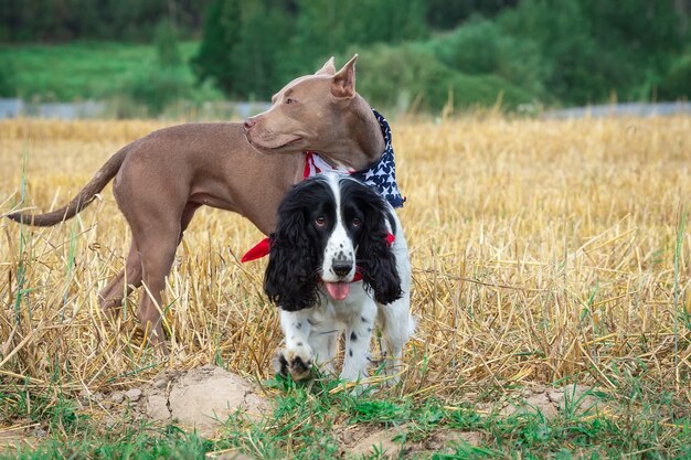 Chiens dans une botte de foin