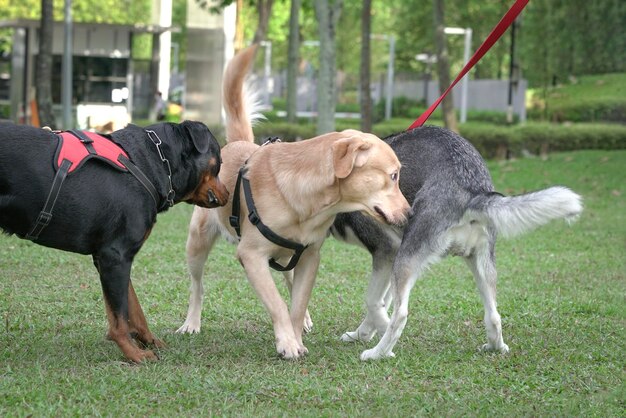 Chiens dans le champ se saluant