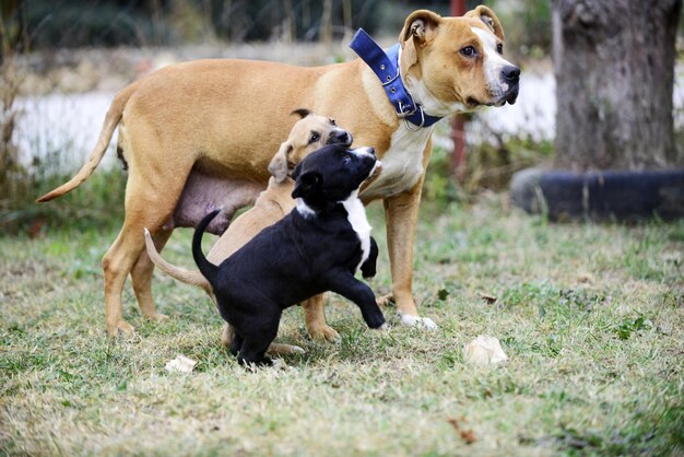 Photo des chiens dans un champ