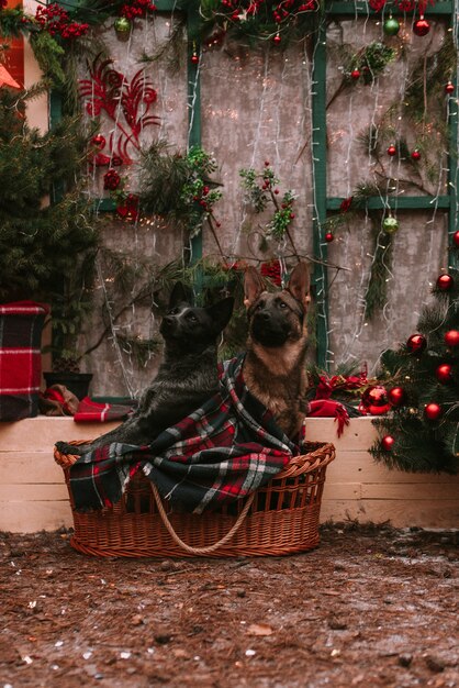 Chiens dans les décorations de Noël